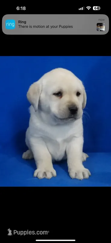 Crate trained Eng call sale$