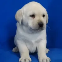 Crate trained Eng call sale$, a female Labrador Retriever for sale in Madison, WI – Photo 1 of 7