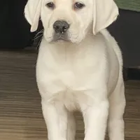 Crate trained Eng call sale$, a female Labrador Retriever for sale in Madison, WI – Photo 3 of 7