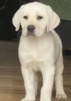 Crate trained Eng call sale$, a female Labrador Retriever for sale in Madison, WI – Photo 3 of 7