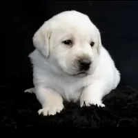 Crate trained Eng call sale$, a female Labrador Retriever for sale in Madison, WI – Photo 7 of 7