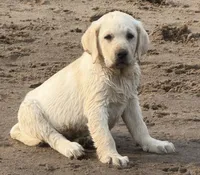 White AKC DNA certified Crate trained English call for sale price, a female Labrador Retriever for sale in Madison, WI – 4 of 4