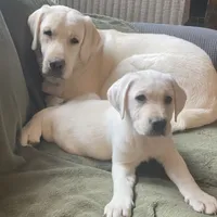 Crate trained Eng call sale$, a female Labrador Retriever for sale in Madison, WI – Photo 4 of 7
