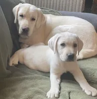 Crate trained Eng call sale$, a female Labrador Retriever for sale in Madison, WI – Photo 4 of 7