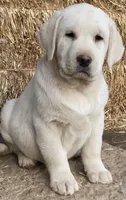 White AKC DNA certified Crate trained English call for sale price, a female Labrador Retriever for sale in Madison, WI – 1 of 4