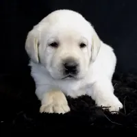 Crate trained Eng call sale$, a female Labrador Retriever for sale in Madison, WI – Photo 6 of 7