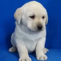 Crate trained Eng call sale$, a female Labrador Retriever for sale in Madison, WI – Photo 5 of 7