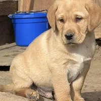 English AKC DNA male Fox Red health tested , a male Labrador Retriever for sale in Madison, WI – Photo 2 of 2