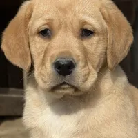 English AKC DNA male Fox Red health tested , a male Labrador Retriever for sale in Madison, WI – Photo 1 of 2