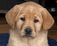 English AKC DNA male Fox Red health tested , a male Labrador Retriever for sale in Madison, WI – Photo 1 of 2