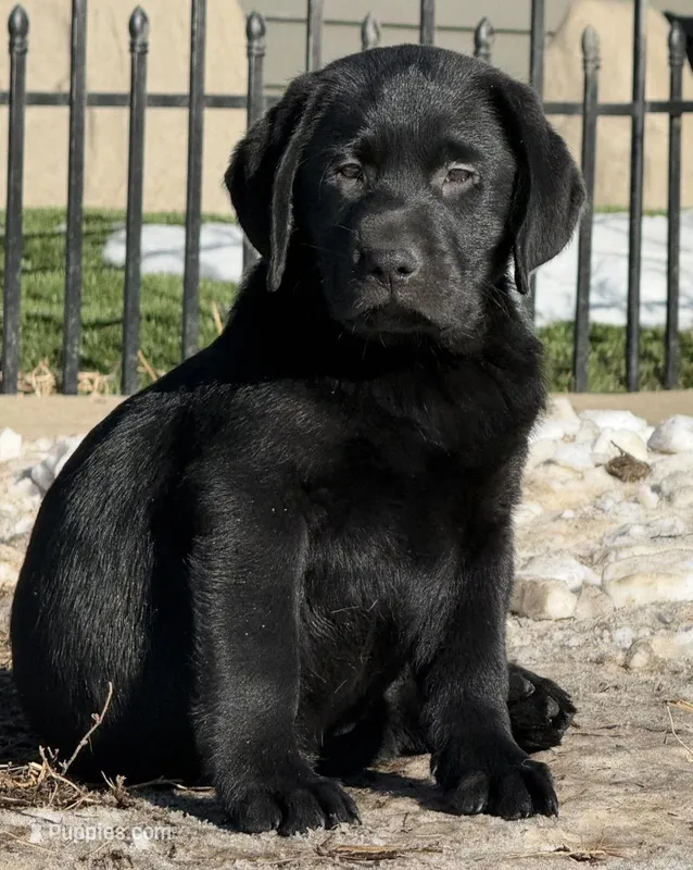 AKC DNA health tested true English black boy call for sale price.
