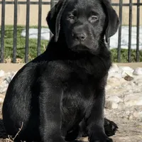 AKC DNA health tested true English black boy call for sale price., a male Labrador Retriever for sale in Madison, WI – Photo 1 of 4