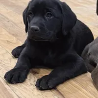 AKC DNA health tested true English black boy call for sale price., a male Labrador Retriever for sale in Madison, WI – Photo 2 of 4