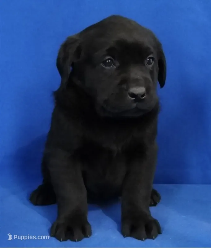 AKC DNA health tested true English black boy call for sale price.
