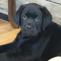 AKC DNA health tested true English black boy call for sale price., a male Labrador Retriever for sale in Madison, WI – Photo 4 of 4