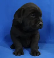 AKC DNA health tested true English black boy call for sale price., a male Labrador Retriever for sale in Madison, WI – Photo 2 of 2