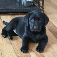 AKC DNA health tested true English black boy call for sale price., a male Labrador Retriever for sale in Madison, WI – Photo 3 of 4