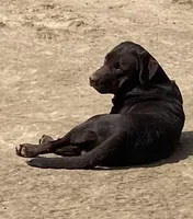 Full AKC Crate trained English, a male Labrador Retriever for sale in Madison, WI – Photo 3 of 9