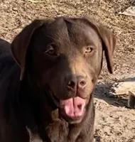 Full AKC Crate trained English, a male Labrador Retriever for sale in Madison, WI – Photo 4 of 9