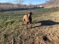 Full AKC Crate trained English, a male Labrador Retriever for sale in Madison, WI – Photo 2 of 9