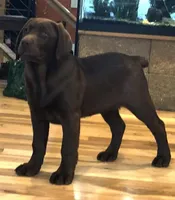 Full AKC Crate trained English, a male Labrador Retriever for sale in Madison, WI – Photo 7 of 9