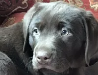 Full AKC Crate trained English, a male Labrador Retriever for sale in Madison, WI – Photo 9 of 9