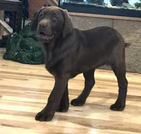 Full AKC Crate trained English, a male Labrador Retriever for sale in Madison, WI – Photo 6 of 9