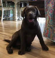 Full AKC Crate trained English, a male Labrador Retriever for sale in Madison, WI – Photo 5 of 9
