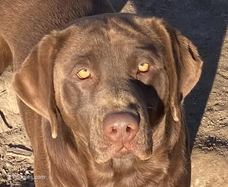 Full AKC Crate trained English