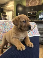 True Fire cracker fox red, a female Labrador Retriever for sale in Madison, WI – Photo 4 of 4