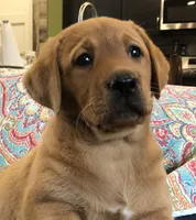 True Fire cracker fox red, a female Labrador Retriever for sale in Madison, WI – Photo 1 of 4