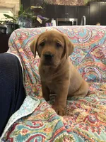 True Fire cracker fox red, a female Labrador Retriever for sale in Madison, WI – Photo 2 of 4