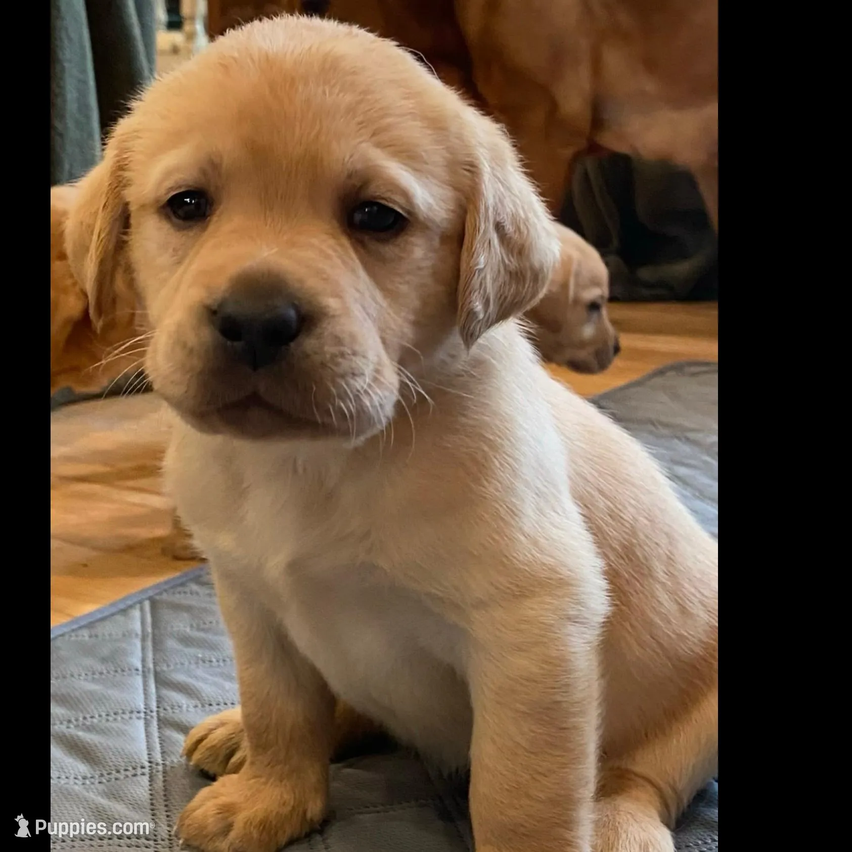 True AKC DNA health tested English gold girl call local sale price!!