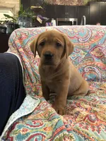 Fire cracker fox red, a  Labrador Retriever for sale in Madison, WI – Photo 2 of 2