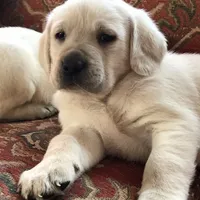 True English Snow White boy, a male Labrador Retriever for sale in Madison, WI – Photo 1 of 2