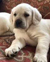True English Snow White boy, a male Labrador Retriever for sale in Madison, WI – Photo 1 of 2