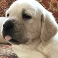 True English Snow White boy, a male Labrador Retriever for sale in Madison, WI – Photo 2 of 2