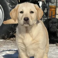 AKC DNA English crate trained cream female call for sale price, a male Labrador Retriever for sale in Madison, WI – Photo 3 of 3