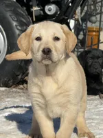 AKC DNA English crate trained Gold female  call for sale price, a female Labrador Retriever for sale in Madison, WI – Photo 3 of 3