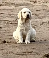 AKC DNA English crate trained cream female call for sale price, a female Labrador Retriever for sale in Madison, WI – 1 of 3