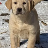 AKC DNA English crate trained cream female call for sale price, a male Labrador Retriever for sale in Madison, WI – Photo 2 of 3