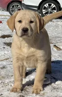 AKC DNA English crate trained Gold female  call for sale price, a female Labrador Retriever for sale in Madison, WI – Photo 2 of 3