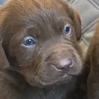 AKC DNA English true health tested Chocolate girl call for sale price, a female Labrador Retriever for sale in Madison, WI – Photo 1 of 2