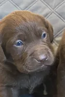 AKC DNA English true health tested Chocolate girl call for sale price, a female Labrador Retriever for sale in Madison, WI – Photo 1 of 2