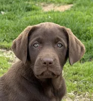 AKC DNA English true health tested Chocolate girl call for sale price, a female Labrador Retriever for sale in Madison, WI – 1 of 3