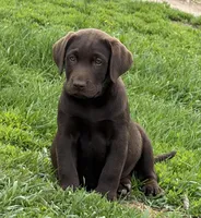 AKC DNA English true health tested Chocolate girl call for sale price, a female Labrador Retriever for sale in Madison, WI – 3 of 3