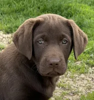 AKC DNA English true health tested Chocolate girl call for sale price, a female Labrador Retriever for sale in Madison, WI – 2 of 3
