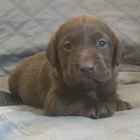 AKC DNA English true health tested Chocolate girl call for sale price, a female Labrador Retriever for sale in Madison, WI – Photo 2 of 2