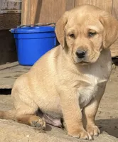 AKC crate trained True English fox red male health tested, a male Labrador Retriever for sale in Madison, WI – Photo 2 of 2