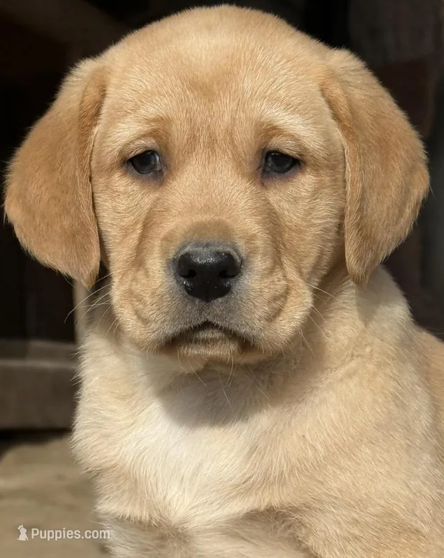 AKC crate trained True English fox red male health tested – Labrador Retriever puppy for sale in Madison, WI